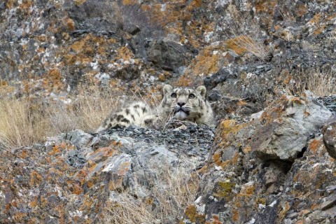 Snow Leopard and Big Cat Safari of India Trip Report – Royle Safaris