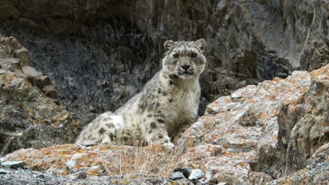 Snow Leopard Watching Holiday Trip Report – Royle Safaris (2)