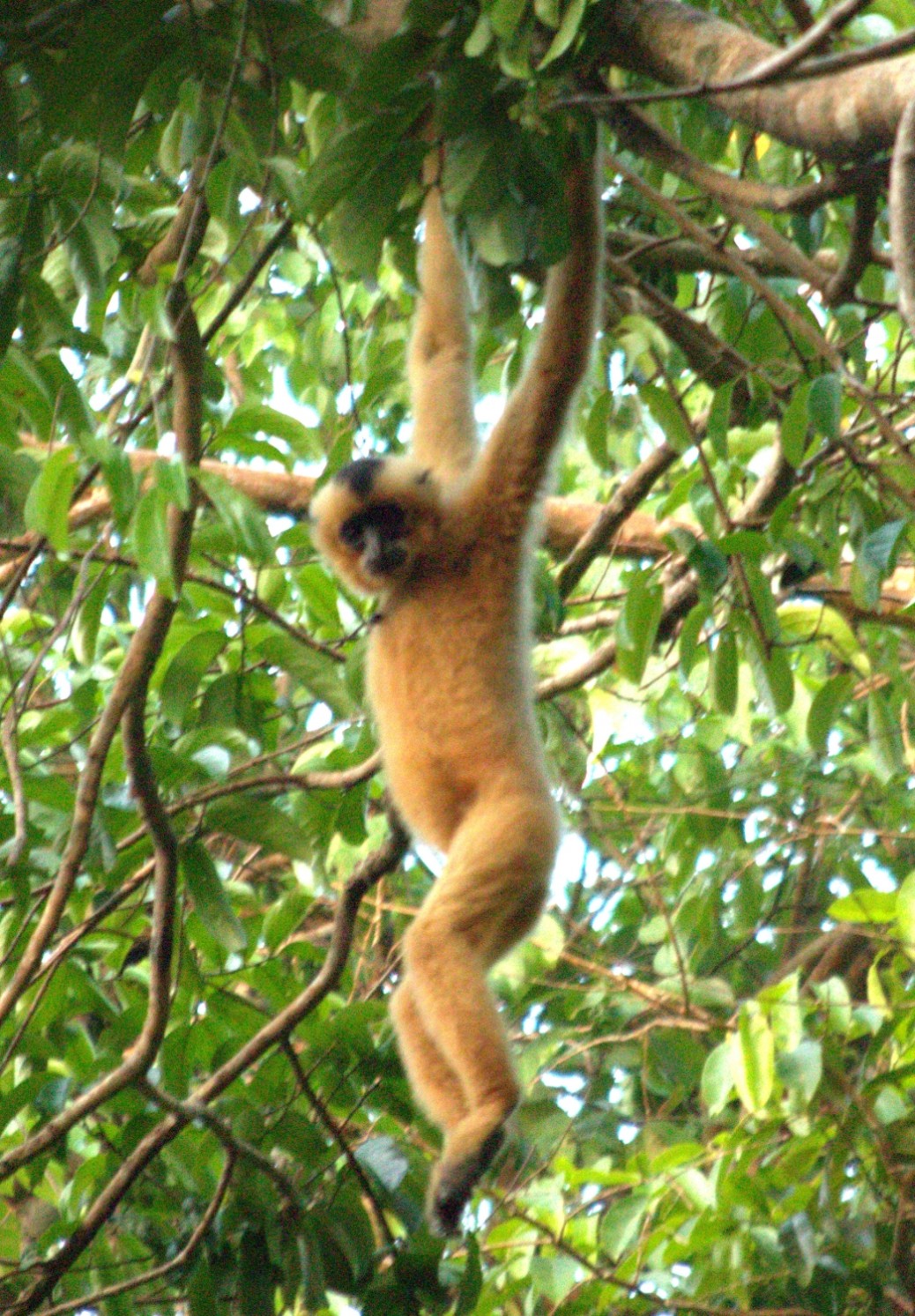 South East Asian Wildlife Exploration Thailand, Cambodia