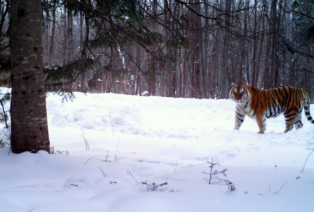 Siberian Tiger Tracking Tour to Russia - Royle Safaris - Mammal Watching