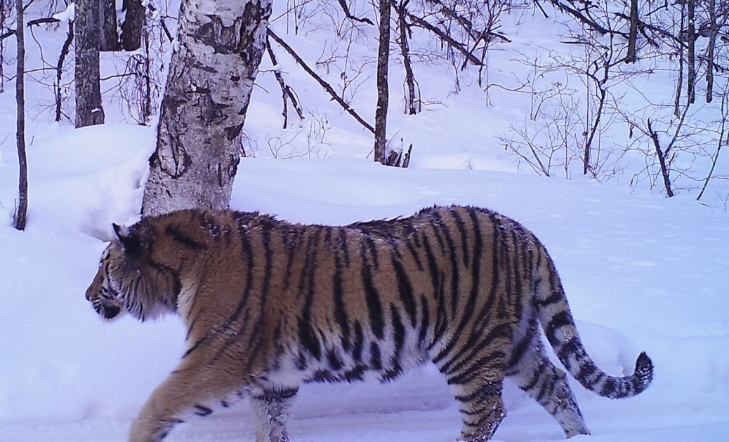 Siberian Tiger Tracking Tour to Russia - Royle Safaris (4) - Mammal