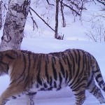 Tiger-Russia5