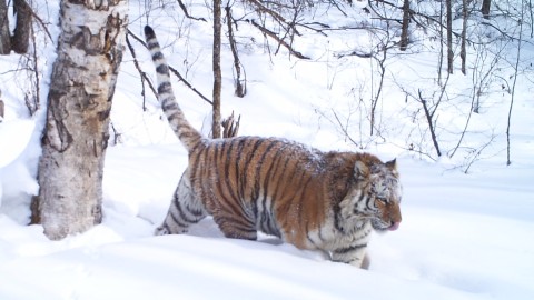 Siberian Tiger Tracking Tour to Russia – Royle Safaris (2)