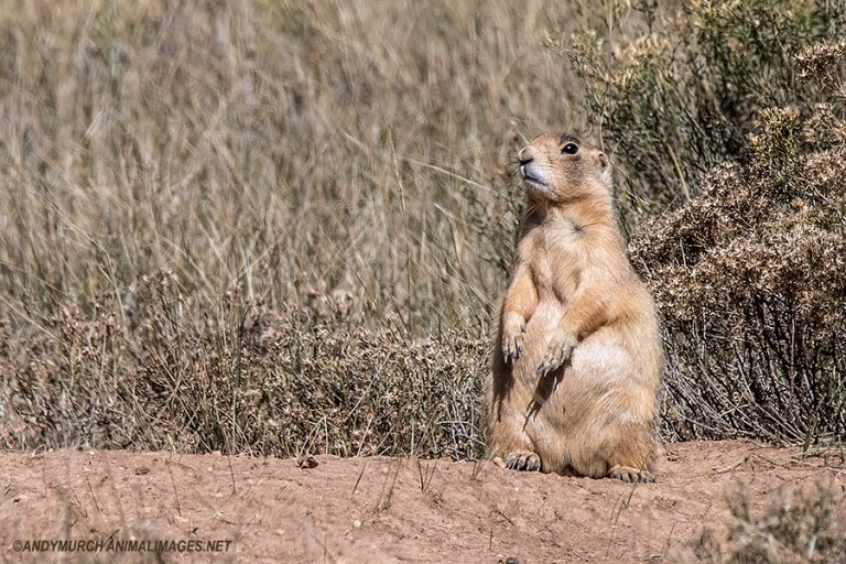 Chasing Squirrels and Chipmunks in the Rockies and Beyond Mammal Watching