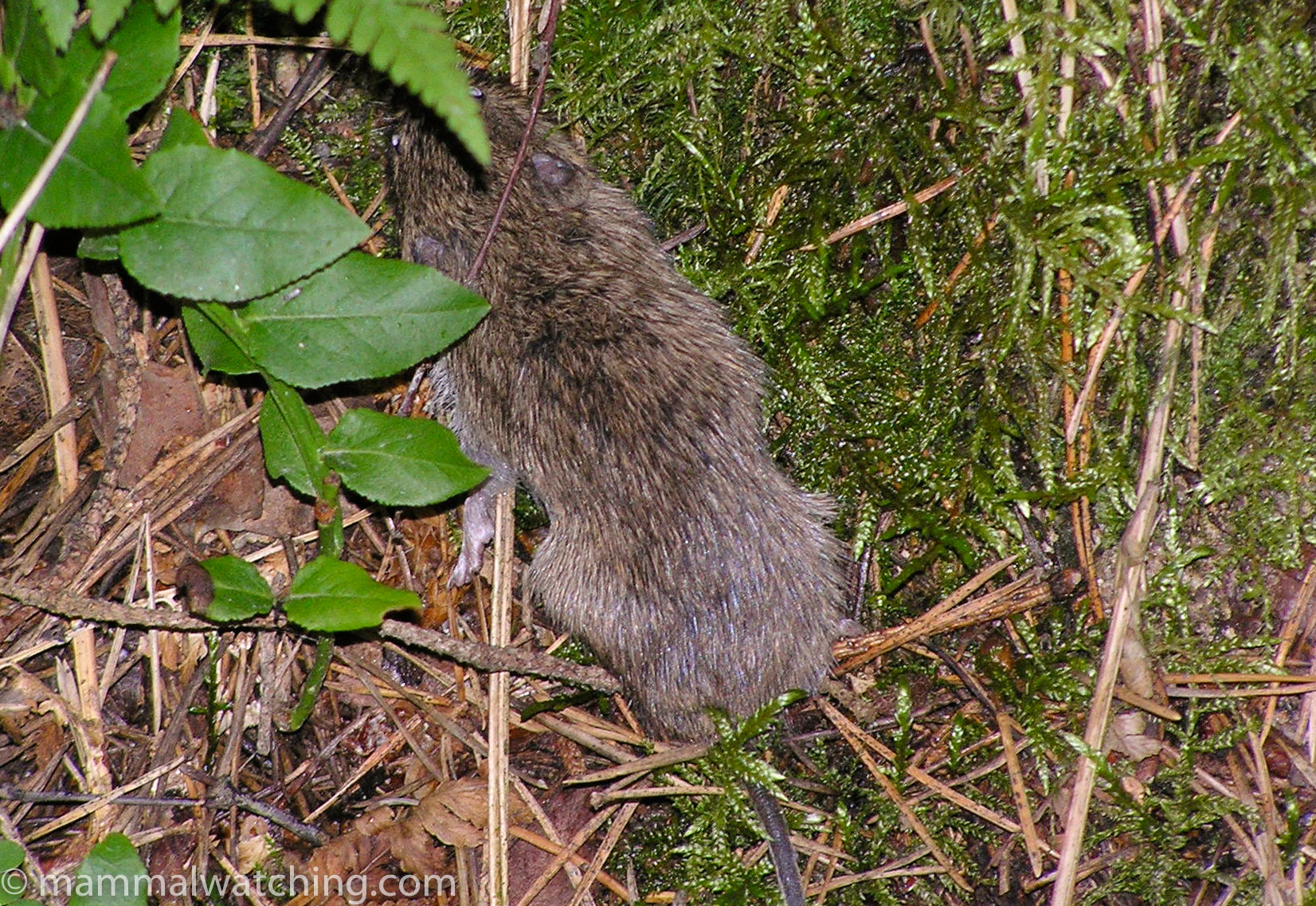 2008-field-vole