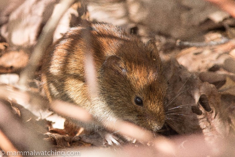 2016-Southern-Red-backed-Vole