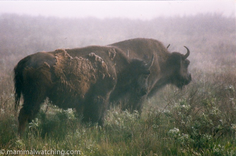 1993-Bison-in-the-mist