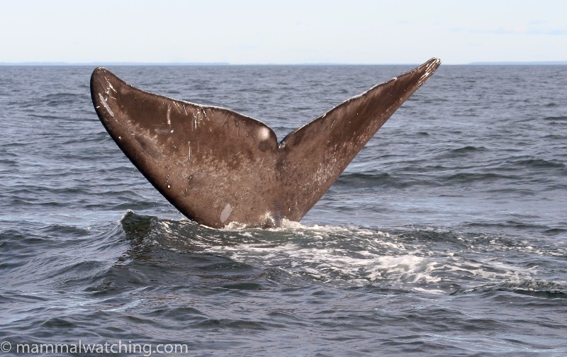 2008-North-Atlantic-Right-Whale-3