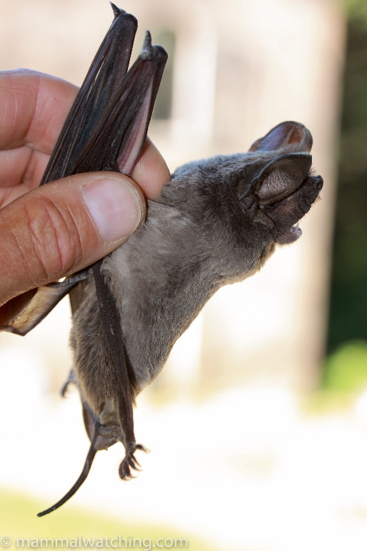 2009-European-Free-talled-Bat
