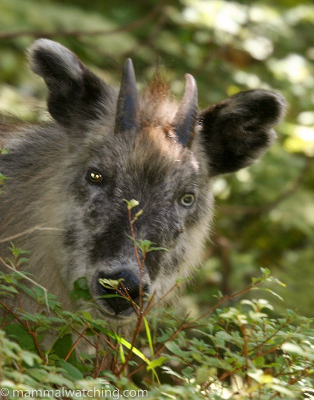 Japan Mammal Watching