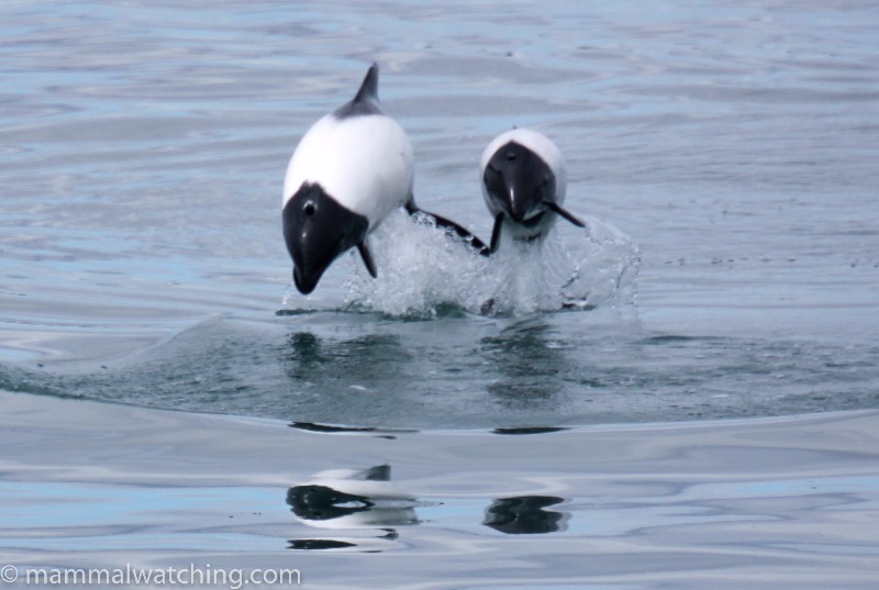 2009-Commersons-Dolphin-2
