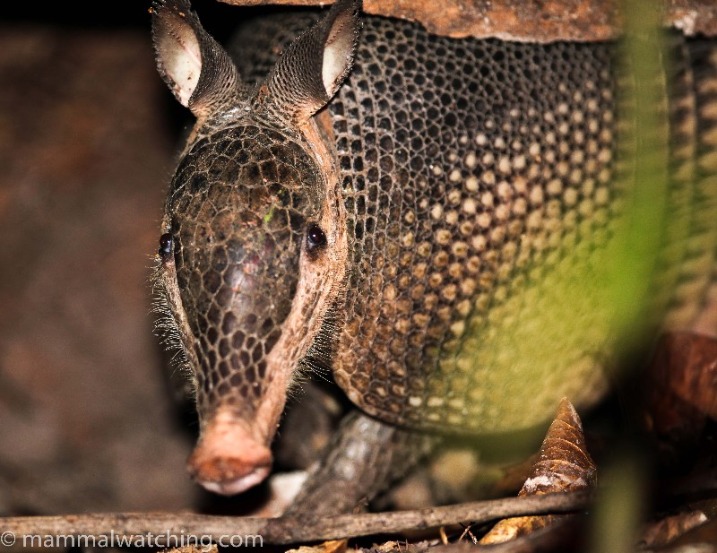 2015-Greater-Long-nosed-Armadillo
