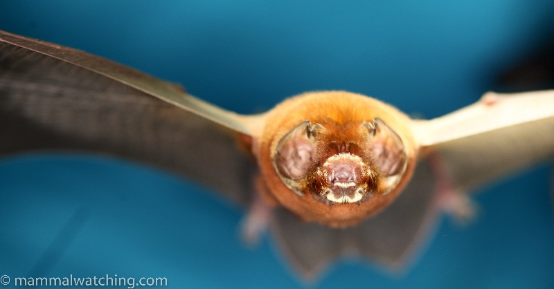 2013-Antillean-Ghost-faced-Bat