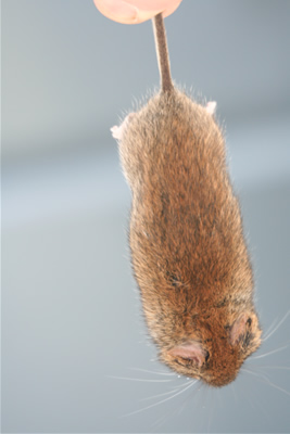 bank-vole