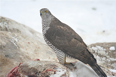 goshawk