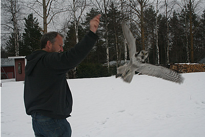 hawk-owl