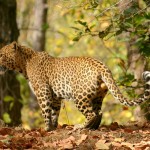 Leopard-India2