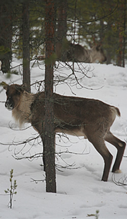 reindeer