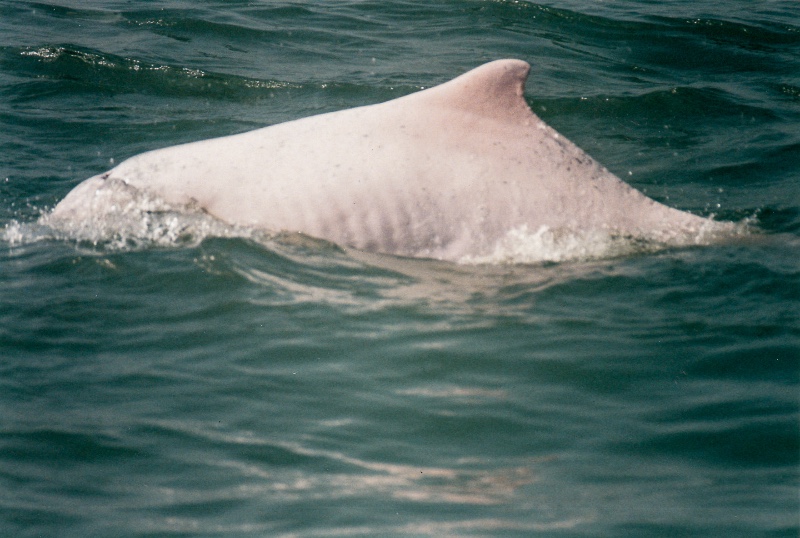 1999-Pink-Humpacked-Dolphin