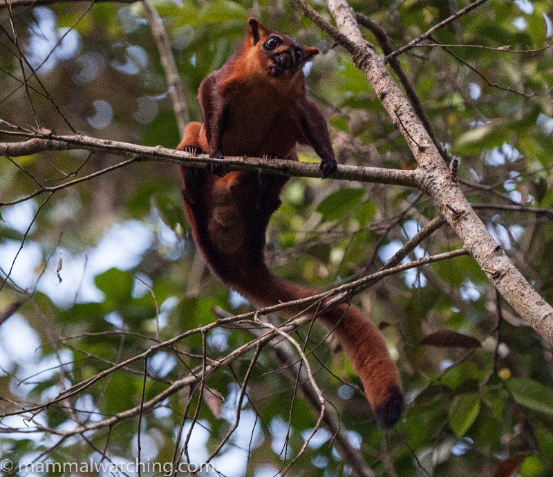 2015-Red-Giant-Flying-Squirrel