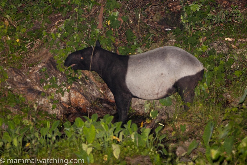 2010-Malayan-Tapir-Tapirus-indicus-5