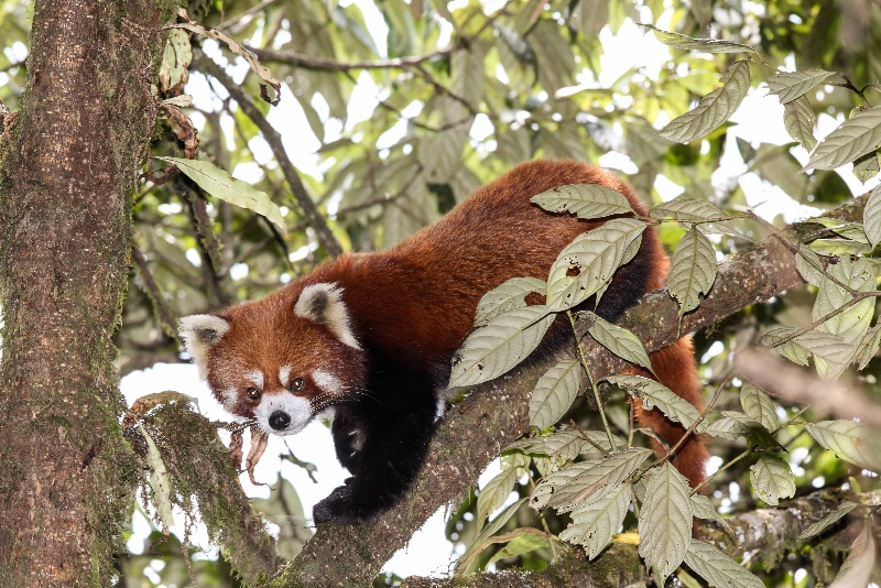 2012-Red-Panda-1
