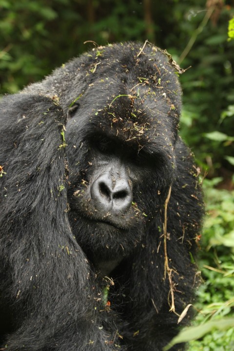 Uganda & Rwanda Primate Watching Specialist Trip Report – Royle Safaris