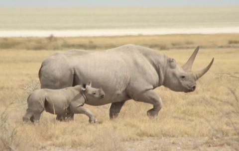 Namibia Wildlife Holiday Trip Report – Royle Safaris (2)