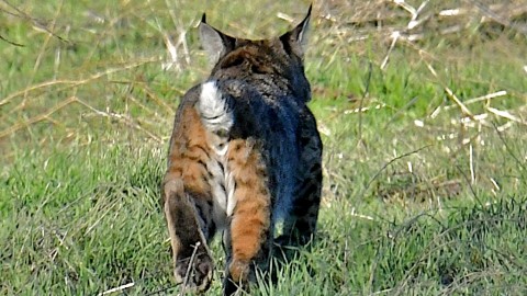 update on Central California bobcat site