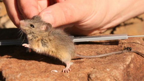 Attention South African Rodent Experts: Mystery Mouse from South Africa