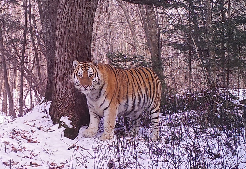 Siberian Tiger Tracking Tour to Russia - Royle Safaris (6) - Mammal