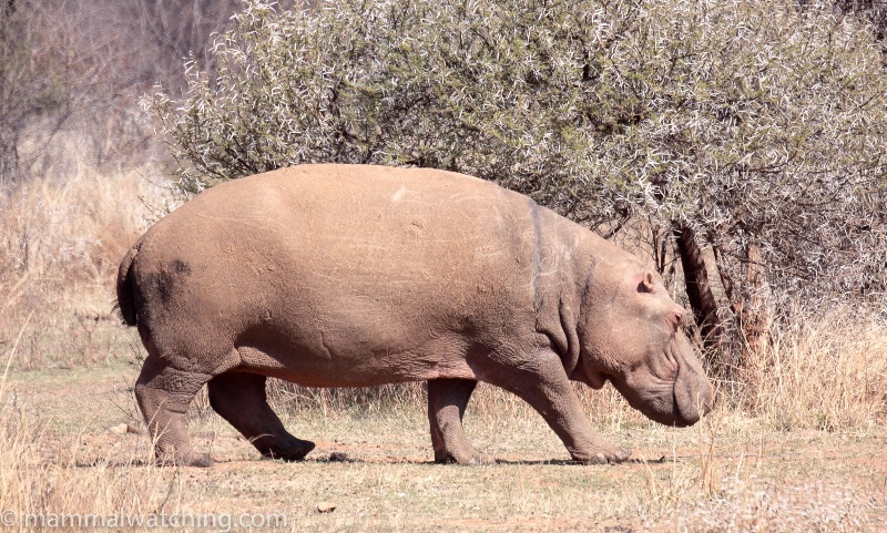 Hippo Pilanesburg