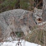 Canada Lynx Lynx canadensis
