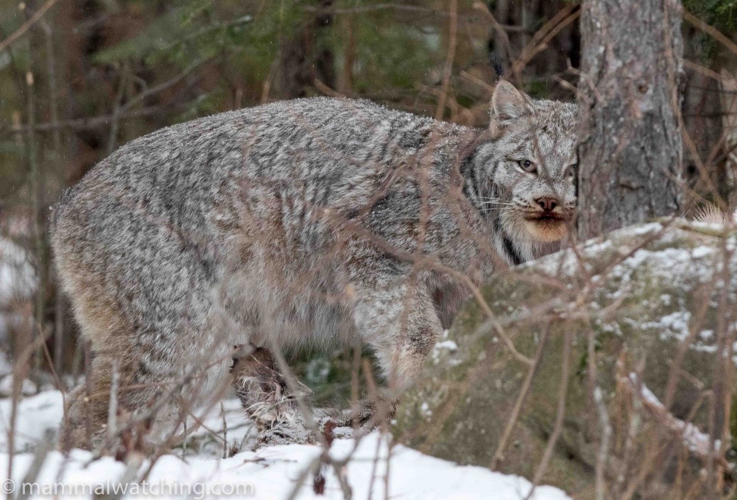 Canada Lynx Lynx canadensis