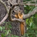 Eastern Fox Squirrel