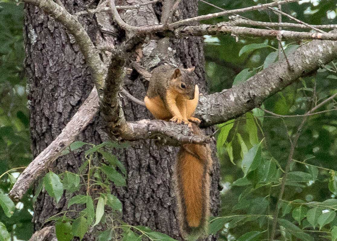 Eastern Fox Squirrel