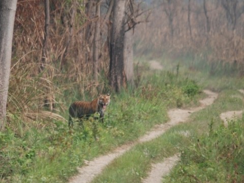 Nepal – Chitwan Safari Trip Report from Royle Safaris