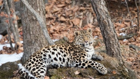 Amur leopard tour