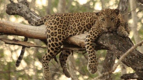 South India & Tadoba Mammal Tour – Trip Report from Royle Safaris