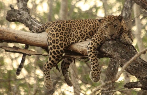 South India & Tadoba Mammal Tour – Trip Report from Royle Safaris