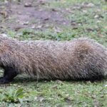 Lesser Grison Galictis cuja