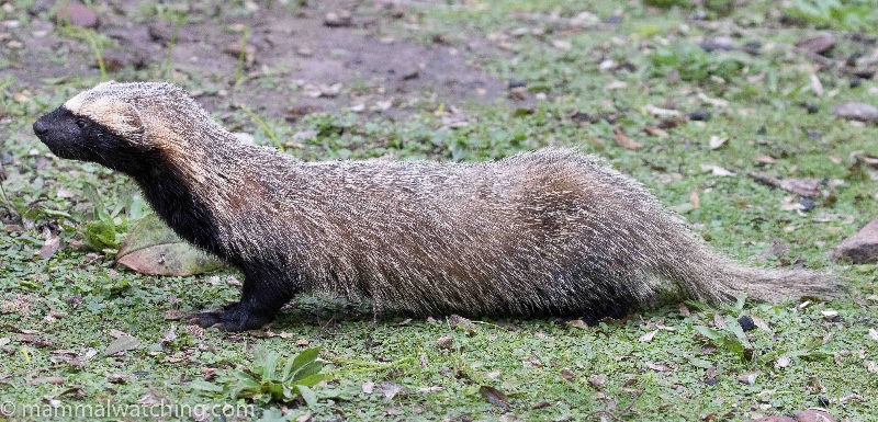 Lesser Grison Galictis cuja