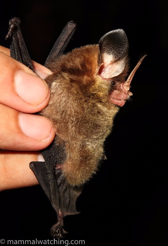 20170616-Striped-Hairy-nosed-Bat-Mimon-crenulatum