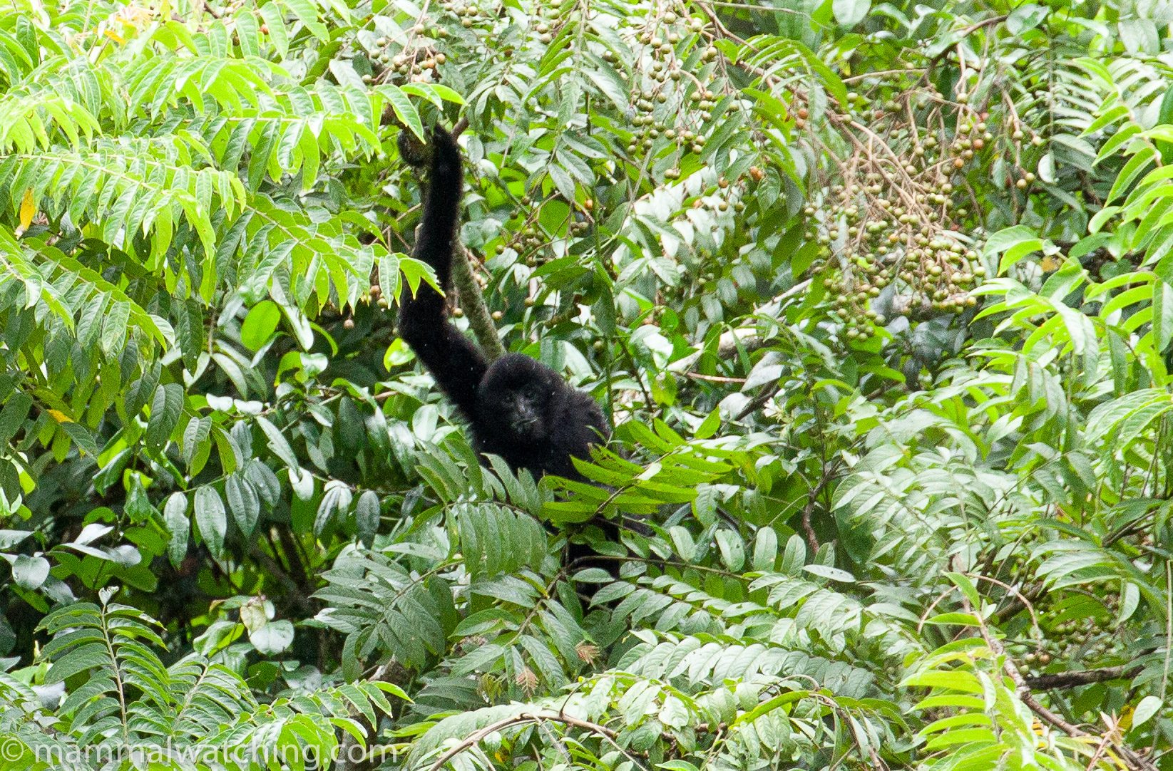 Black crested Gibbon Nomascus concolor