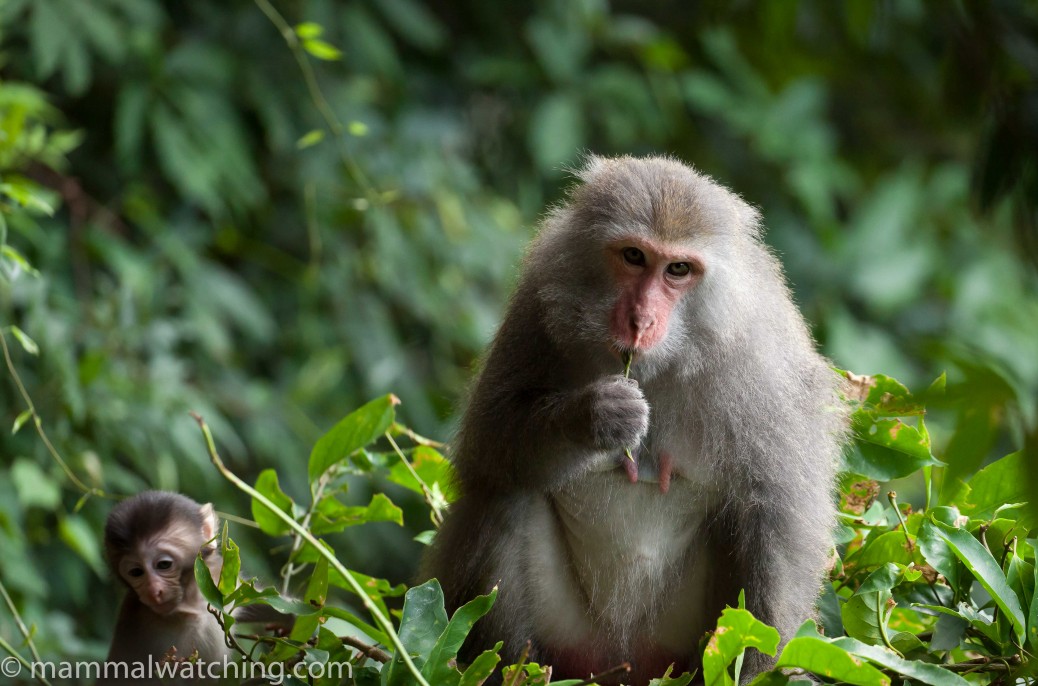 Taiwanese Macaque Macaca cyclopis