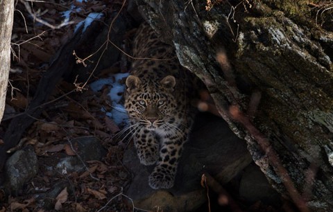 Amur leopard new dates and prices