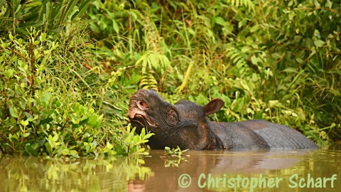 Javan Rhino Expedition 2018 – Now Available