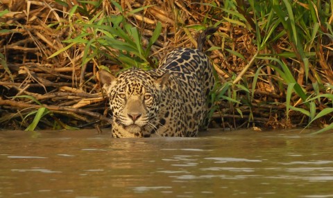 Pantanal Wildlife Watching Tour Trip Report from Royle Safaris