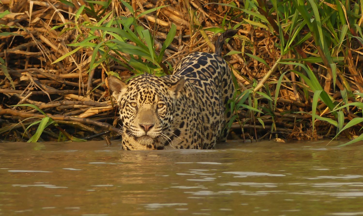 Wildlife watching. Пантанал заповедник животные. Пантанал Бразилия заповедник. Сафари в Пантанале. Watching Wildlife.