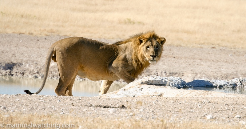 Etosha Lion